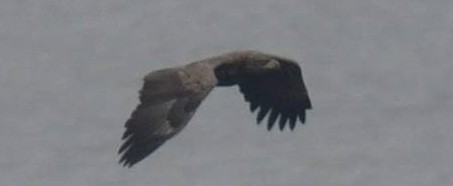 Foto Krister Svanvik