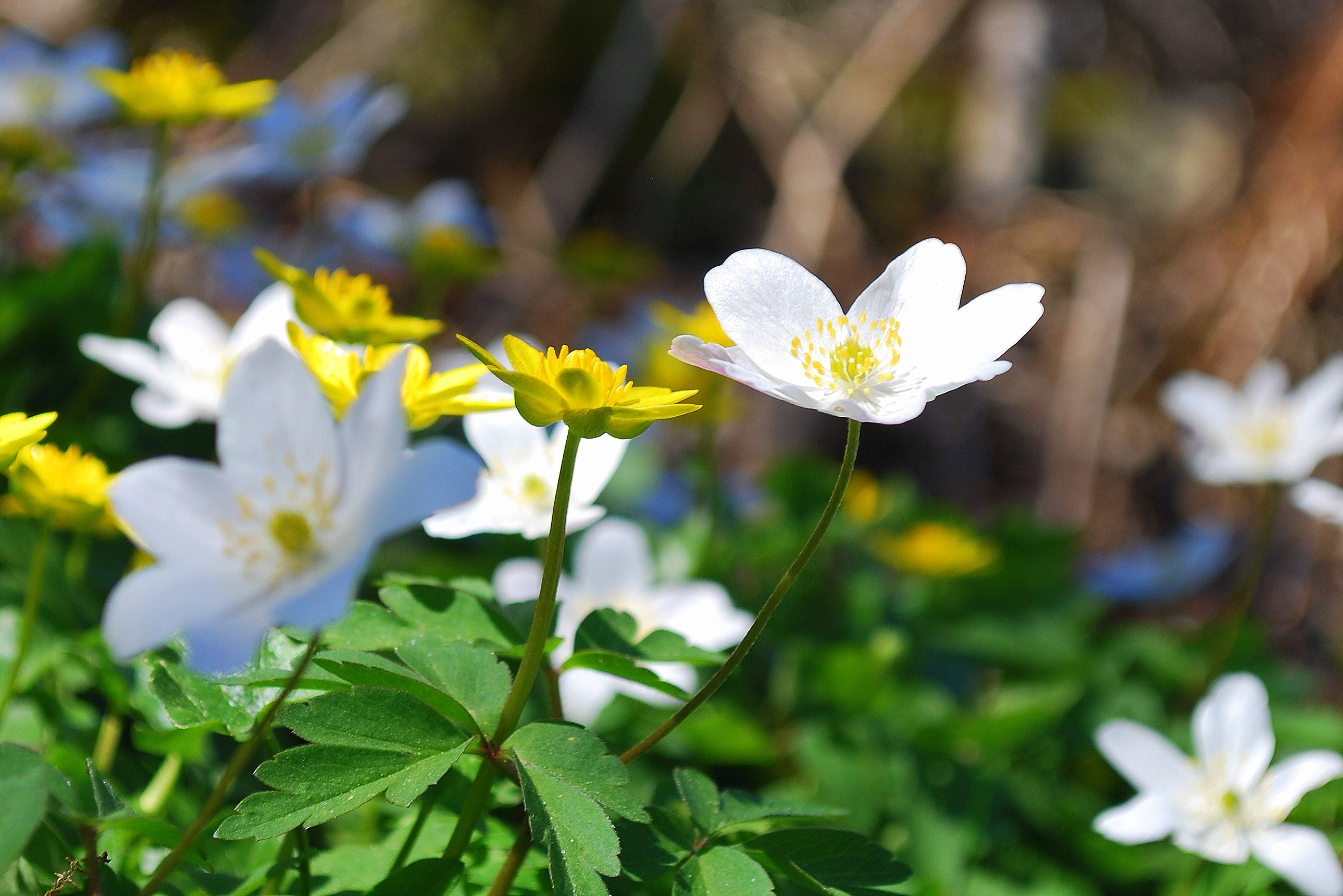 Foto: Kristian Littke