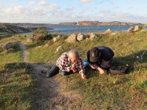 Skillnader mellan kustgentiana och sumpgentiana studeras. Sumpgentiana finns också på platsen, ungefär lika många till antal som kustgentiana. Kustgentiana har två tydligt breda foderblad och två smala, hos sumpgentianan är alla foderblad av samma bredd. Evastina Blomgren från Föreningen Bohusläns flora och Lasse Johnsson, Tjörn. Mittsundsviken 28 augusti 2015. Foto: Ingemar Jonasson