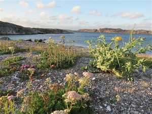 Det finns många rariteter i växtväg vid Mittsundsviken. Här blommande strandvallmo. Hittills i år har det blommat cirka 20 ex på platsen. 28 augusti 2015. Foto: Ingemar Jonasson